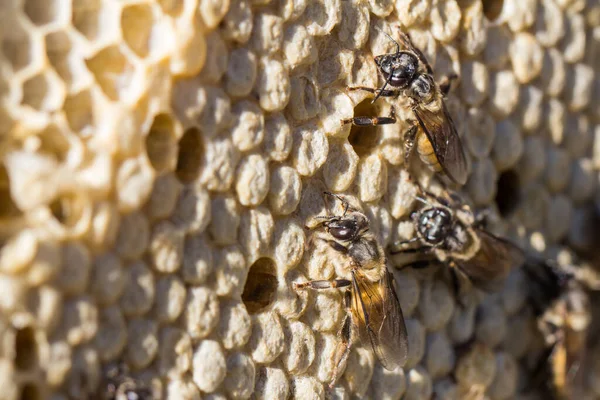 Three Bees Perched Hive Containing Bee Larvae — Stock Photo, Image