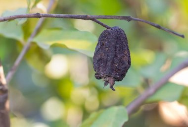 Solucanlar ve ısıran böcekler tarafından ısırılan Guava bulanık bir arkaplana karşı dönene kadar bitkiyi yedi..