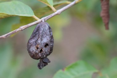 Ağaçtaki bir kuş tarafından yenen guava bulanık bir arka planla bozulur..