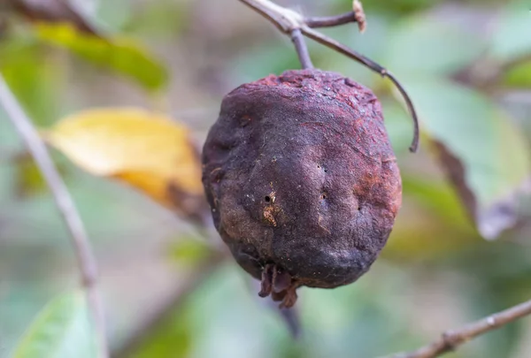 Guave Die Von Würmern Und Stechenden Insekten Gebissen Wurde Fraß — Stockfoto