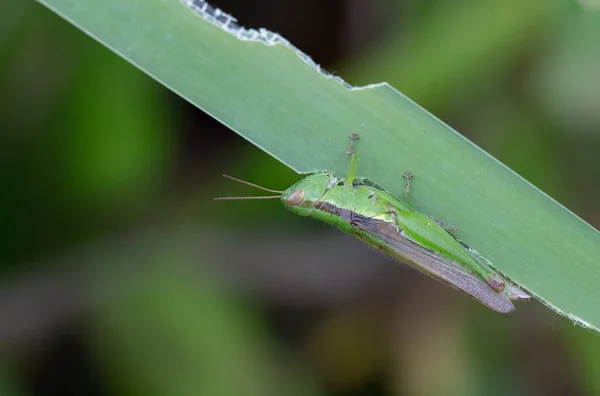Green Grasshoppers Eating Grassy Leaves Nature Blurred Background — Stock Photo, Image