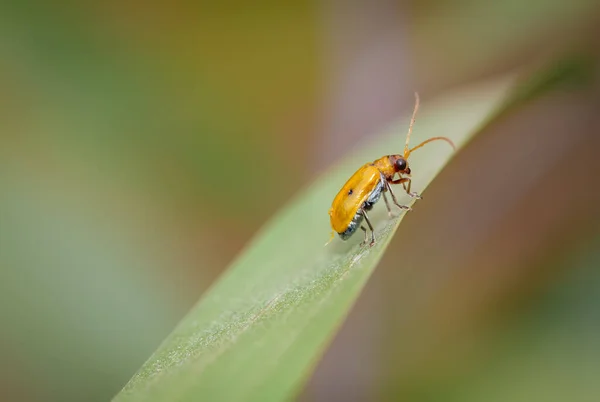 Pumpkin Beentle Cucurbit Leaf Beetle Yellow Squash Beetle Aulacophora Indica — стокове фото