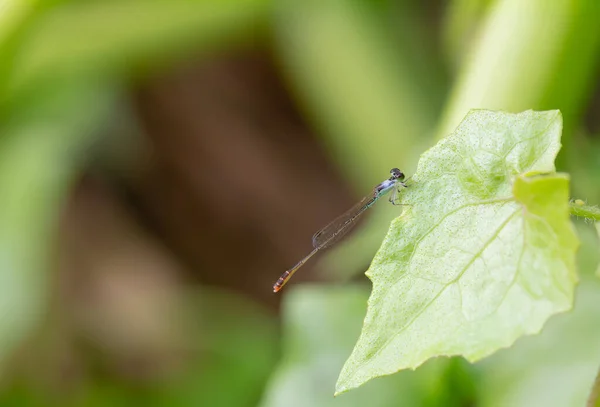 Ceriagrion Auranticum Agulha Libélula Adere Borda Uma Folha Natureza Contra — Fotografia de Stock