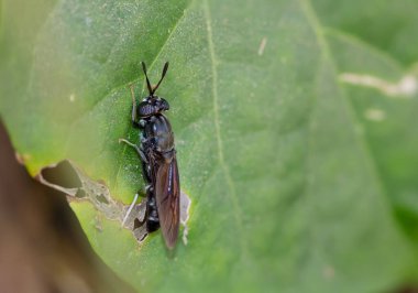 Siyah asker sineği (Hermetia illucens), yeşil gözlü siyah bir böceğin doğada yeşillik üzerine tünemiş mavi bir deseni vardır..