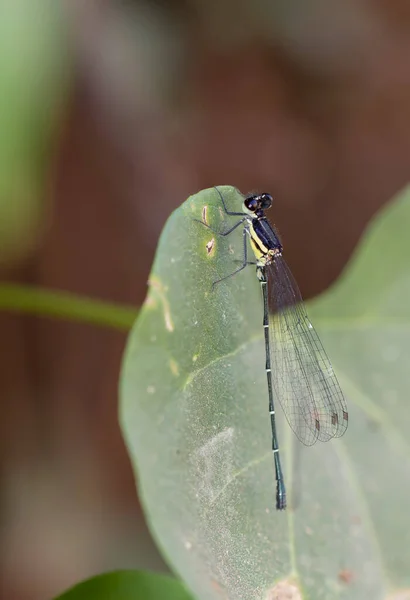 Onychargia Atrocyana Dark Blue Green Needle Dragonfly Perched Morning Leaves — стоковое фото