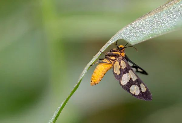 Tiger Moth Lepidoptera Order Amata Huebneri Żółty Czarny Owad Czarnymi — Zdjęcie stockowe