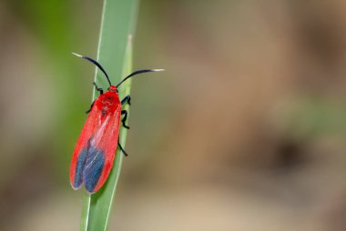Ptychoglene coccinea (H. Edwards, 1886), (Ptychoglene coccinea), parlak kırmızı kanatlı bir güve..