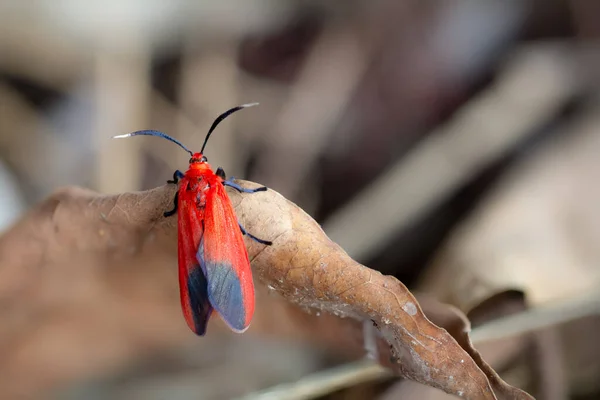 Una Falena Alata Rosso Brillante Punta Dell Ala Inferiore Nera — Foto Stock