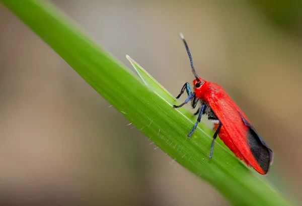 Ptychoglene Coccinea Edwards 1886 Ptychoglene Coccinea Uma Mariposa Alada Vermelha — Fotografia de Stock