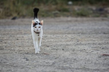 Siyah çizgili beyaz bir kedi bulanık bir arka planda bize doğru yürüyor..