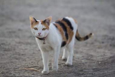 Beyaz bir kedi, turuncu ve siyah çizgili, bulanık bir arka planda bize doğru yürüyor..