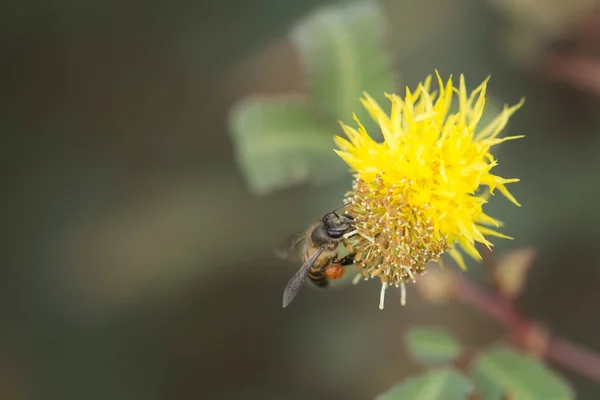 Wschodnia Pszczoła Miodna Pszczoły Miodne Apis Cerana Pszczoły Poszukują Nektaru — Zdjęcie stockowe