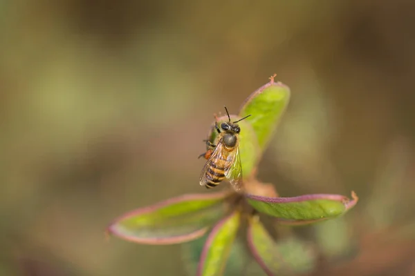 Wschodnia Pszczoła Miodna Pszczoły Miodne Apis Cerana Pszczoły Trzymają Się — Zdjęcie stockowe
