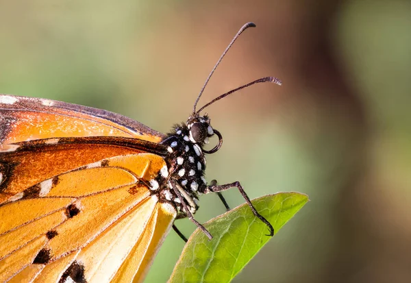 Danaus Chrysippus Chrysippus Linnaeus 1758 Sima Tigris Narancssárga Szárnyú Pillangó — Stock Fotó