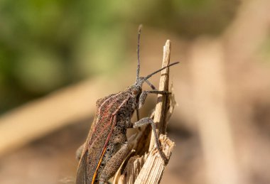 Kırmızımsı kahverengi böceğin uzun antenleri ve vücudunu kaplayan kısa saçlı uzun bacakları vardır. Karında siyah noktalar var. Bulanık bir zemine karşı doğadaki kuru saman üzerine tünemiş..