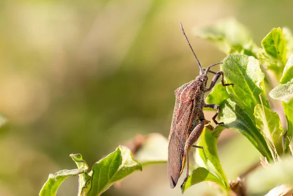 The reddish-brown insect has long antennae and legs with short hair covering its body. The abdomen has black dots. Are sticking on the young leaves of the plants in nature against the blurred background