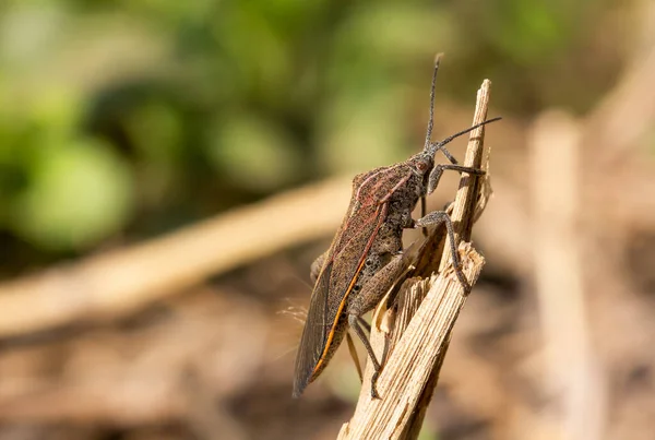 Das Rötlich Braune Insekt Hat Lange Fühler Und Lange Beine — Stockfoto