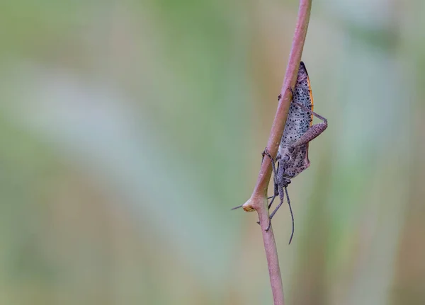 Insecte Brun Rougeâtre Longues Antennes Longues Pattes Avec Des Cheveux — Photo