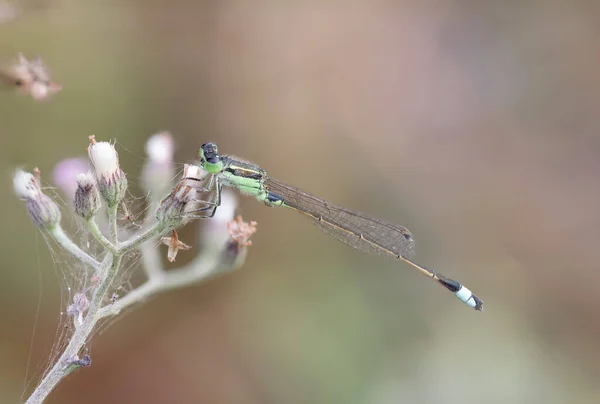 Cola Azul Ischnura Senegalensis Libélula Aguja Verde Cola Amarilla Punta — Foto de Stock