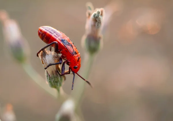 Красные Насекомые Oncopeltus Lygaeidae Ребенок Насекомого Сосет Цветочный Сок Размытом — стоковое фото