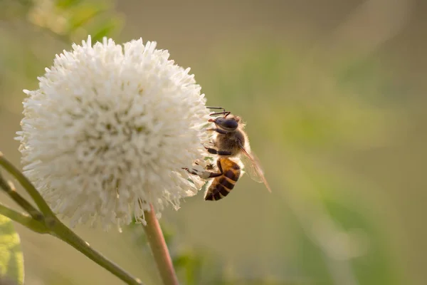 Abeilles Orientales Abeilles Domestiques Apis Cerana Abeilles Sur Les Fleurs — Photo