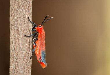 Choglene coccinea (H. Edwards, 1886), (Ptychoglene coccinea), bir parlak kırmızı kanat güvesi, bulanık bir arka plana karşı doğada ağaç gövdelerine tutunur..
