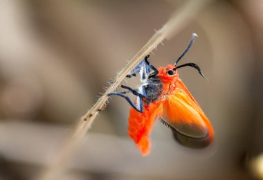 Choglene coccinea (H. Edwards, 1886), (Ptychoglene coccinea), (Ptychoglene coccinea), ölü çimenlerin üzerine tüneyen portakal kanatlı güveler..