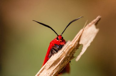 Choglene coccinea (H. Edwards, 1886), (Ptychoglene coccinea), parlak kırmızı kanatlı bir güve, bulanık bir arka plan karşısında ölü bir çimende oturur..