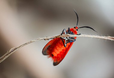 Choglene coccinea (H. Edwards, 1886), (Ptychoglene coccinea), parlak kırmızı kanatlı bir güve, bulanık bir arka plan karşısında ölü bir çimende oturur..