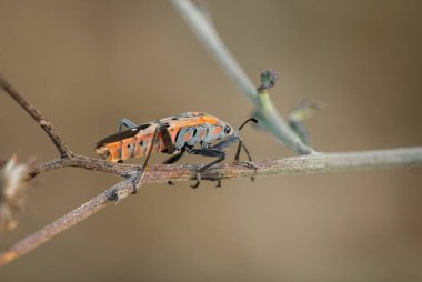 Küçük yosun böceği (Lygaeus kalmii), siyah noktalı turuncu kanatlı bir böcek, bulanık bir arka plana karşı doğadaki bir bitkinin dalına yerleşir..
