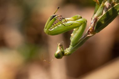 Mantodea, hiyerodula patellifera, yeşil peygamber devesi.