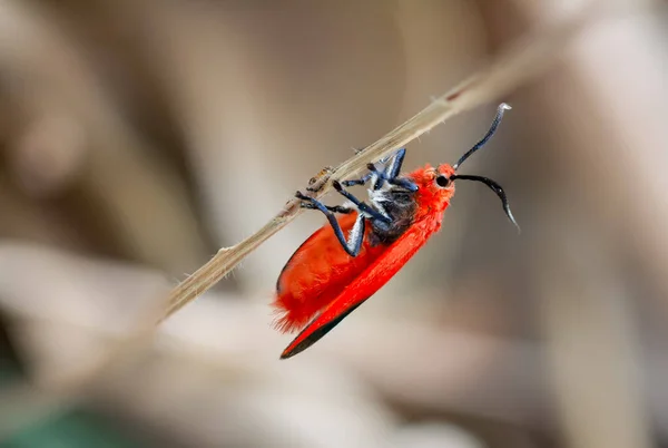 Choglene Cocccinea Edwards 1886 Ptychoglene Cocccinea Ένα Έντονο Κόκκινο Φτερωτό — Φωτογραφία Αρχείου