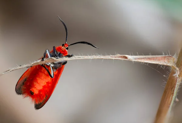 Chtychoglene Coccinea Edwards 1886 Ptychoglene Coccinea Яскравий Червоний Крилатий Метелик — стокове фото