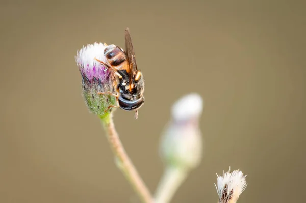 Маленькие Пчелы Сидящие Розовых Цветах Природе Размытом Фоне — стоковое фото