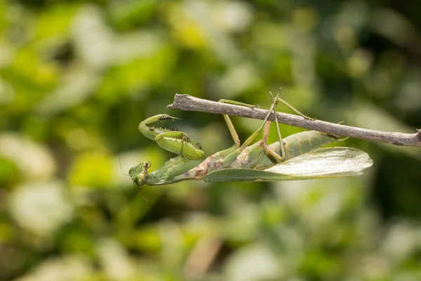 Mantodea Hierodula Patellifera 배경에 자연의 나뭇가지에 기도하는 사마귀 — 스톡 사진