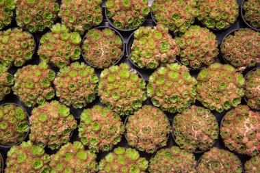 Rosularia Platyphylla, çocuk odasındaki saksılarda bir sürü sulu şey.