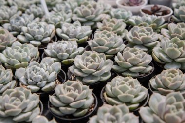 Lezzetli Echveria Zarafeti (Kalanchoe), fidanlıktaki saksıda bulunan küçük sulu bir bitki..