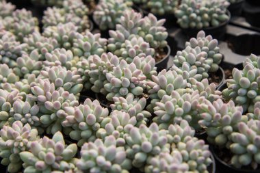 Pachyphytum 'Machucae' (bebek parmağı), fidanlıktaki saksıda bulunan küçük sulu bir bitki..