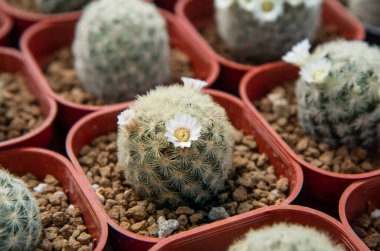 Mammillaria schiedeana küçük bir kaktüs pembemsi beyaz çiçeklerle dolu kırmızı bir tencereye ekilmiş, fidanlıkta..
