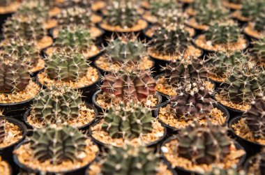 Gymnocalycium mihanovichii, küçük kaktüs fidanlıkta bir tencereye ekildi.