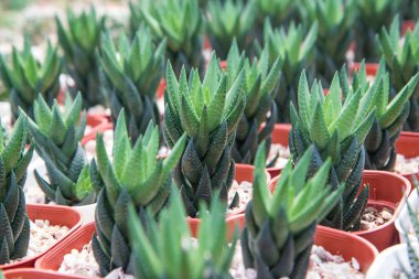 Haworthiopsis coarctata, kreşteki kırmızı tencereye ekilen küçük kaktüs.