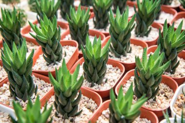 Haworthiopsis coarctata, kreşteki kırmızı tencereye ekilen küçük kaktüs.