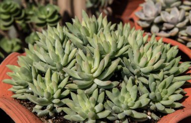 (Sedum Morganianum) Bir fidanlıktaki terakotta saksılarında sulu bitkiler yetiştirilir..