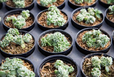 Fil çalılığı, Afrika Purslane ağacı, Minyatür yeşim bitkisi (Portekiz afrası (Jacq). Bir fidanlıkta genç sulu bir bitki..