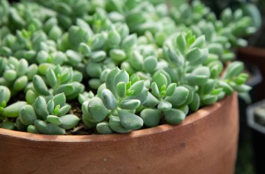 Sulu bitkiler bir fidanlıkta terakotta saksılarında yetişir..