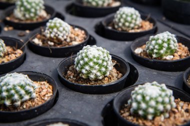 Mammillaria duwei, kaktüs fidanlıkta bir tencereye ekildi.