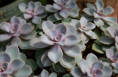 Echeveria Tozlu Gül, fidanlıkta bir tencereye yerleştirildi..