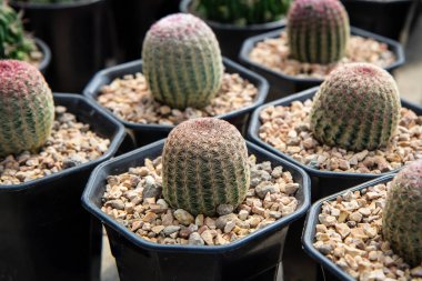 Echinocereus rigidissimus v. rubispinus, siyah kaplarda kaktüs kreşe yerleştirilir..