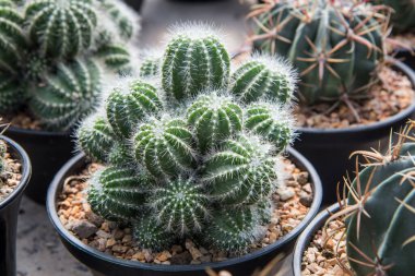 notocactus schumanianus, beyaz dikenli kaktüs bebek odasındaki siyah bir tencereye ekilmiş..