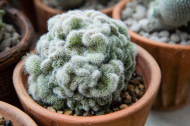 Mammillaria baumii cristata, Kaktüs çocuk odasındaki kil çömleklere ekildi..